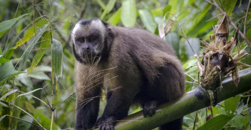 Iquitos: Amazon 4 Days | Rio Nanay, Monkey | - Itinerary Highlights