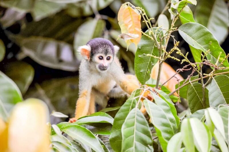 Iquitos: Amazon 4 Days | Rio Nanay, Monkey | - Included Features
