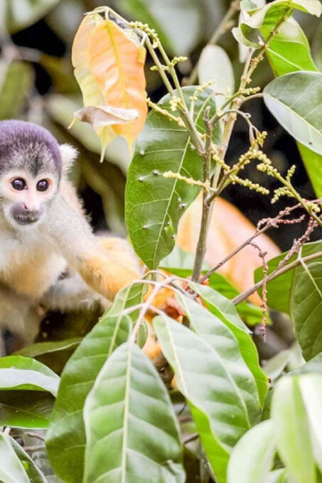 Iquitos: Amazon 4 Days | Rio Nanay, Monkey | - Accommodation and Meals