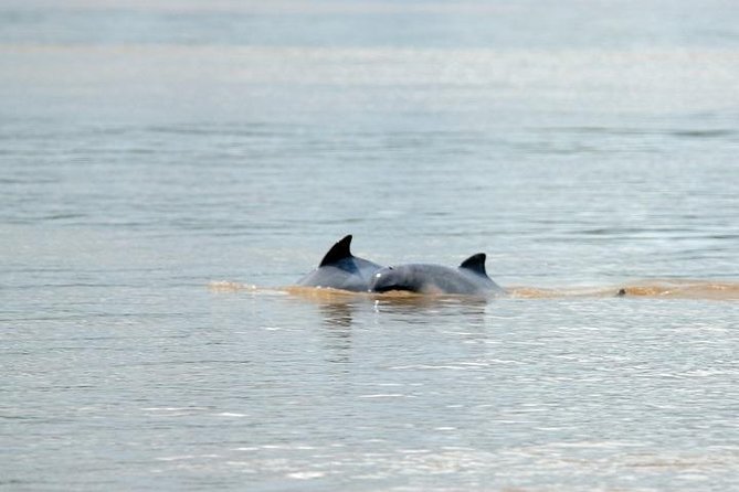 Iquitos: Amazon Adventure: Nature and Wildlife | 3 Days - River Exploration