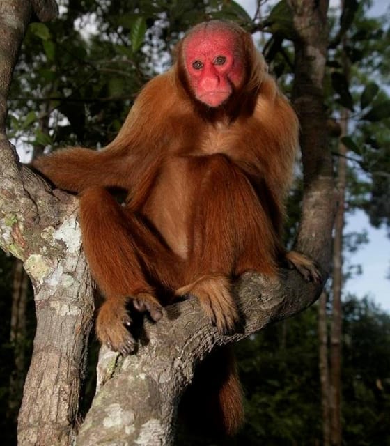 Iquitos: Amazon For 4 Days | Nanay River, Monkey Watching | - Important Information