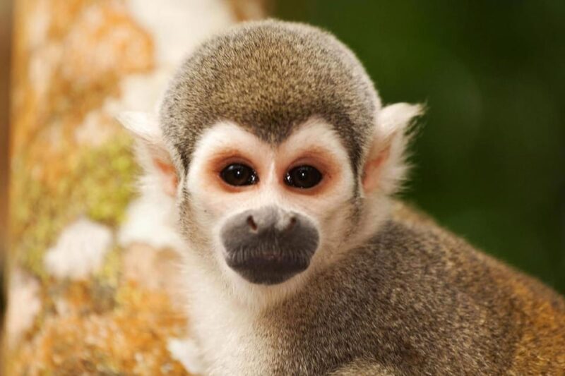 Iquitos: Amazon For 4 Days | Nanay River, Monkey Watching | - Reservation and Cancellation