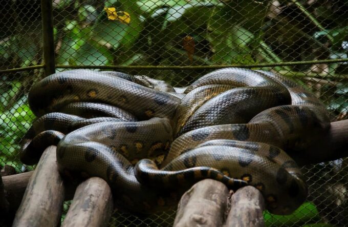 Iquitos: Amazon For 4 Days | Nanay River, Monkey Watching | - Additional Considerations
