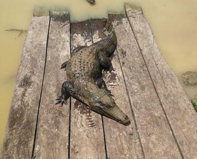 Iquitos: Amazon For 4 Days | Nanay River, Monkey Watching | - Frequently Asked Questions