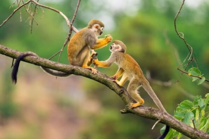 Iquitos: Amazon Jungle in 2 Days: Adventure and Expedition - Accommodations and Inclusions