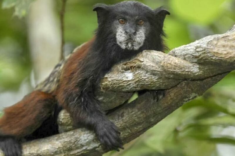 Iquitos: Amazon River Full Day Guided Tour - Inclusions