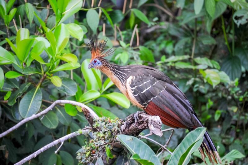 Iquitos: Amazon River Full Day Guided Tour - Important Information