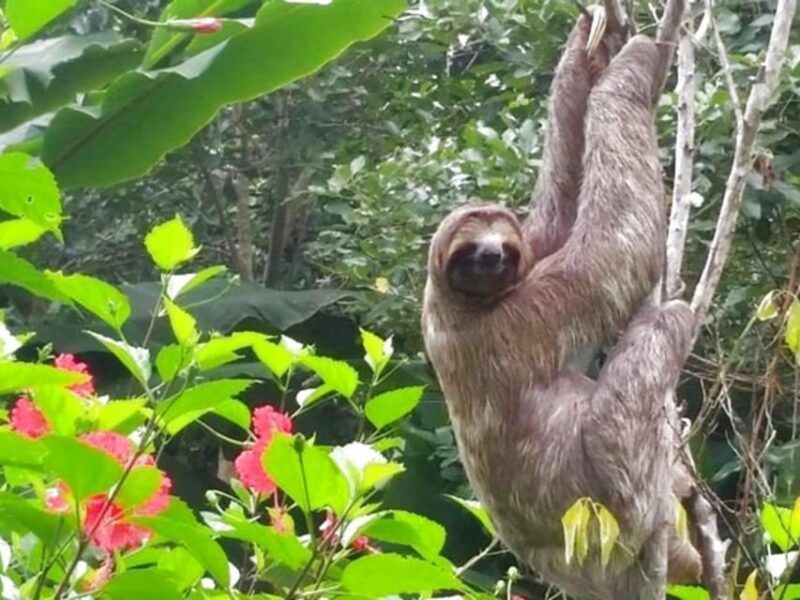 Iquitos: Amazonas in 4 Days: Nanay River + Monkey Watching - Daily Itinerary Highlights