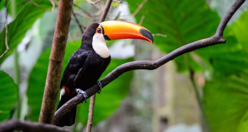 Iquitos: Amazonas in 4 Days: Nanay River + Monkey Watching - Important Information and What to Bring