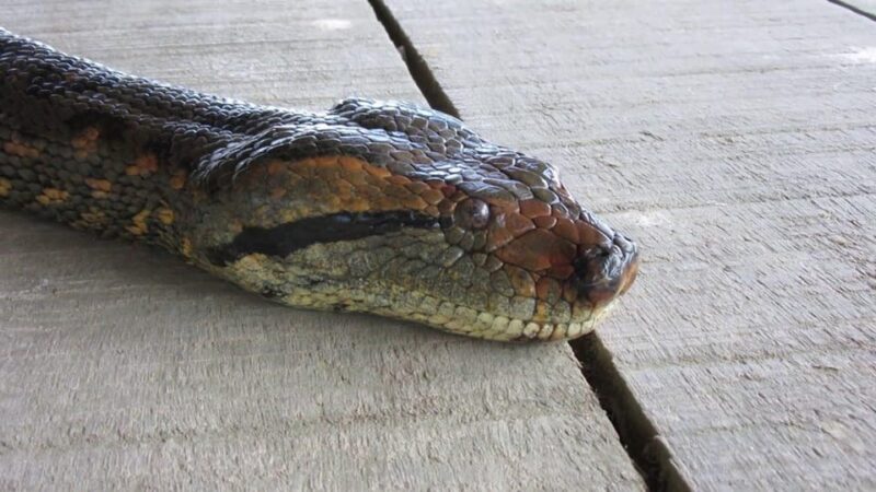 Iquitos: Amazonas in 4 Days: Nanay River + Monkey Watching - Unsuitable Participants