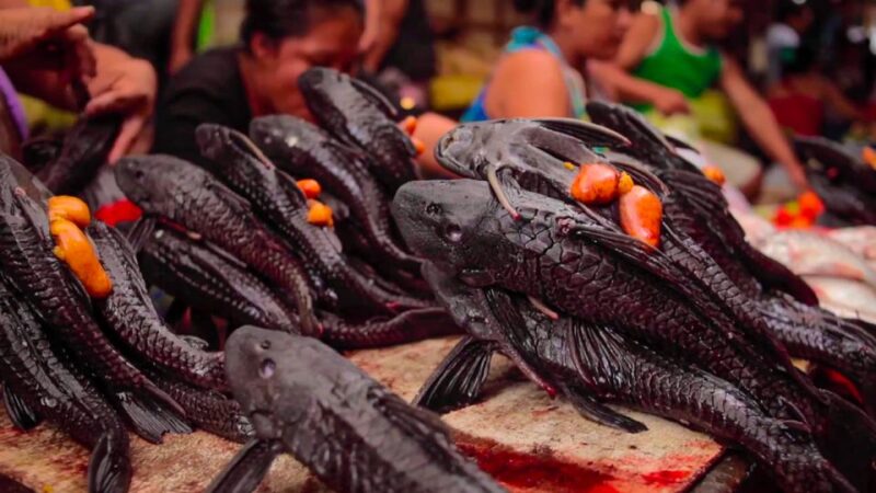 Iquitos: Belen Market and Venice Loretana Guided Tour - Itinerary and Highlights