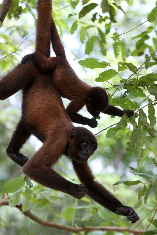 Iquitos|| Excursion Pacaya Samiria National Reserve 3D 2N || - Itinerary Highlights