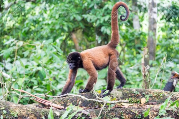 Iquitos|| Excursion Pacaya Samiria National Reserve 3D 2N || - Communication Requirements