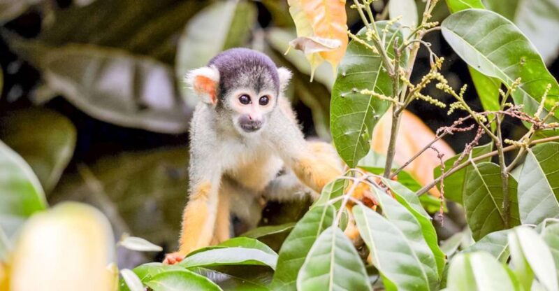 Iquitos: Full Day Pacaya Samiria National Reserve Tour - Itinerary Highlights