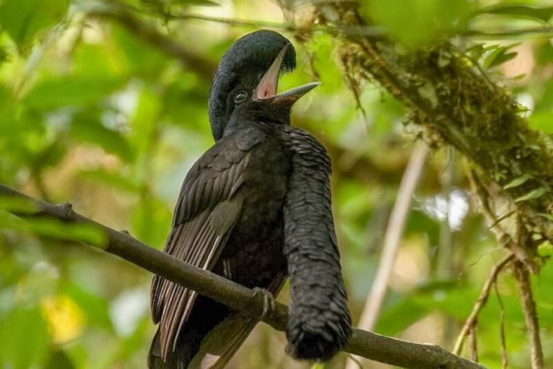 Iquitos: Full Day Pacaya Samiria National Reserve Tour - Wildlife Exploration
