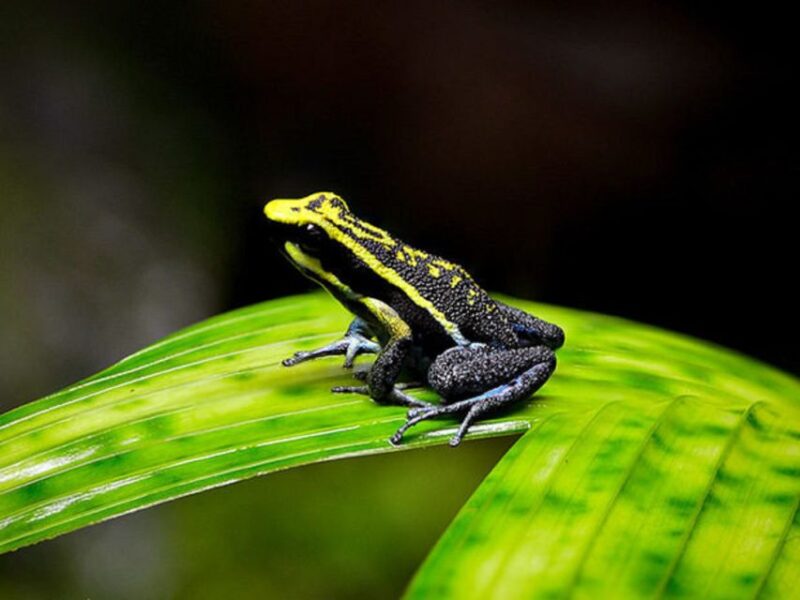 Iquitos: Full-Day Poisonous Frogs Valley Tour - Experience Highlights