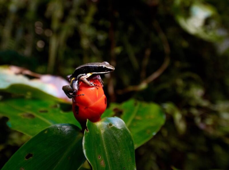 Iquitos: Full-Day Poisonous Frogs Valley Tour - Itinerary Details