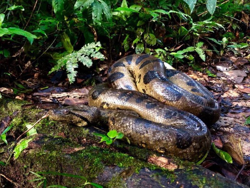 Iquitos: Full-Day Poisonous Frogs Valley Tour - Engaging With Indigenous Tribes