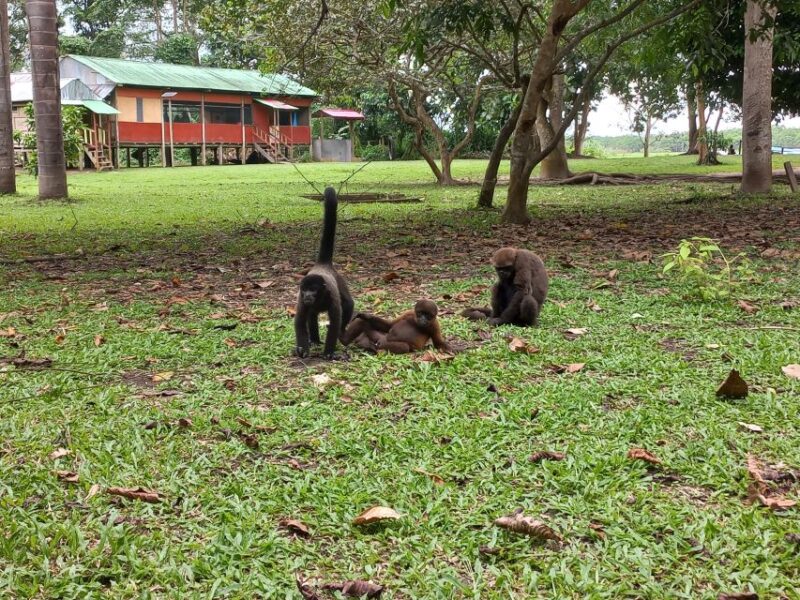 Iquitos: Full Day | Visit to the Authentic Monkey Island - Key Points