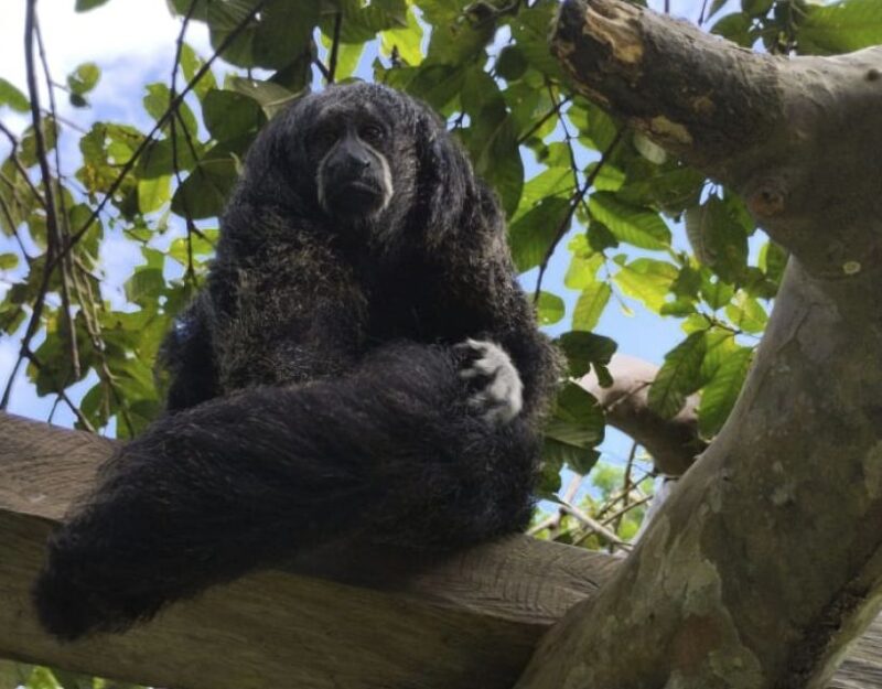 Iquitos: Full Day | Visit to the Authentic Monkey Island - Experience Highlights