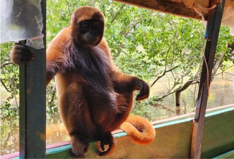 Iquitos: Full Day Wildlife in the Amazon - Key Points