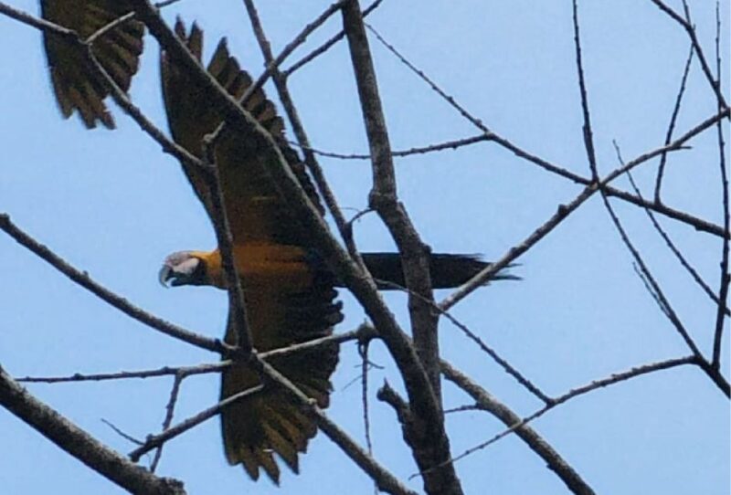Iquitos: Full Day Wildlife in the Amazon - Itinerary Highlights