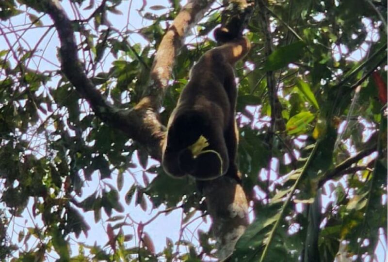 Iquitos: Full Day Wildlife in the Amazon - Tour Logistics