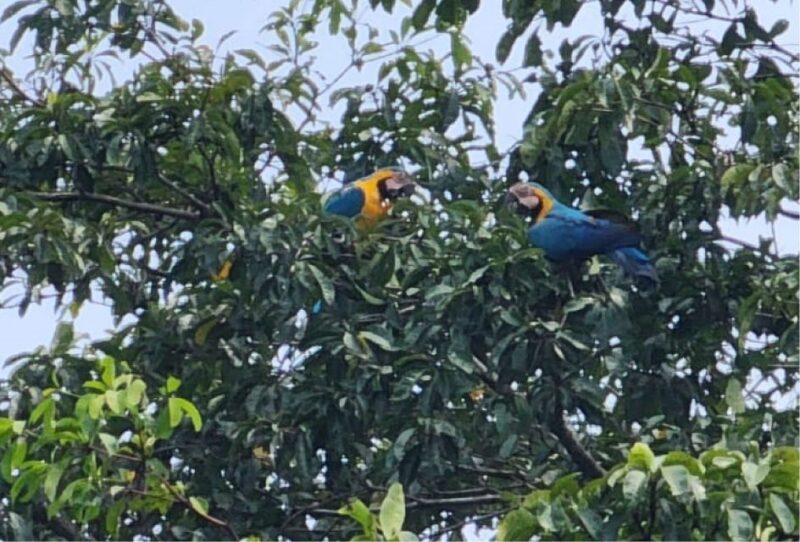 Iquitos: Full Day Wildlife in the Amazon - Group Size