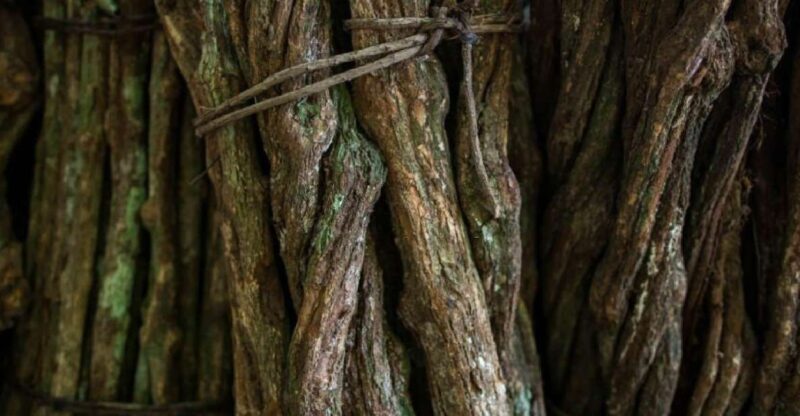 Iquitos: Healing Treatment With Ayahuasca | 1 Ceremony - Key Points