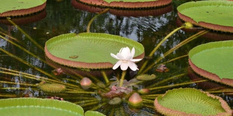 Iquitos Jungle Trip Premium Lodge - Key Points