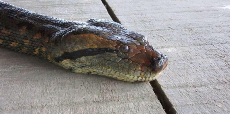 Iquitos Jungle Trip Premium Lodge - Community and Wildlife Interaction