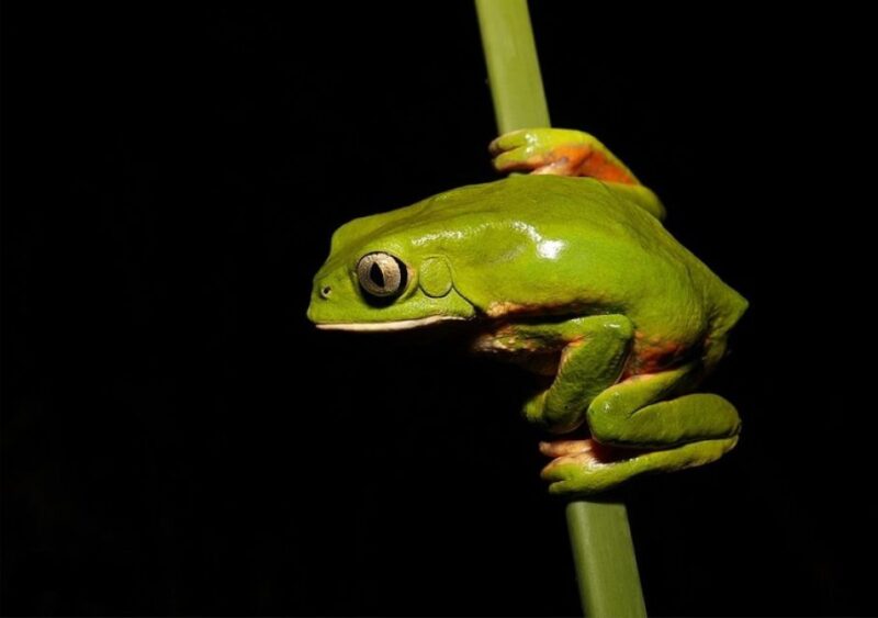 Iquitos: Medicinal Treatment With Kambo - Key Points
