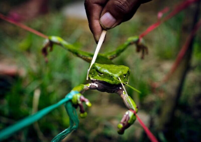 Iquitos: Medicinal Treatment With Kambo - Sustainable Extraction Process