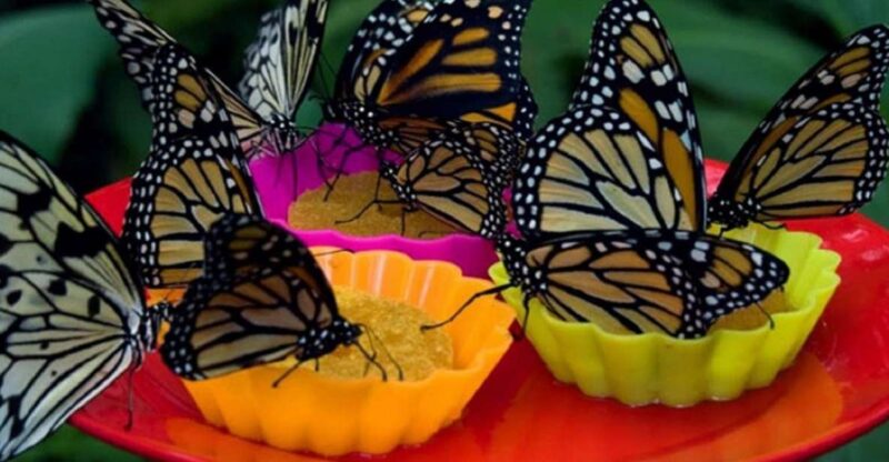 Iquitos: Pilpintuwasi Butterfly Farm Tour - Itinerary and Activities