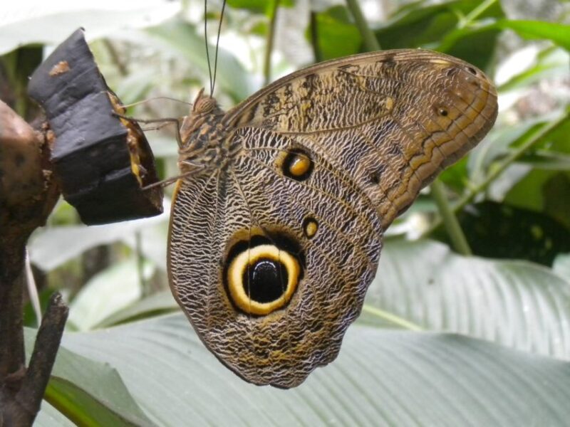 Iquitos: Pilpintuwasi Butterfly Farm Tour - Wildlife and Community Insights
