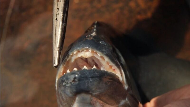 Iquitos: Piranha Fishing Experience in the Amazon Jungle - Customer Reviews and Ratings