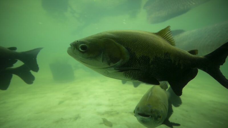 Iquitos: Piranha Fishing Experience in the Amazon Jungle - Frequently Asked Questions
