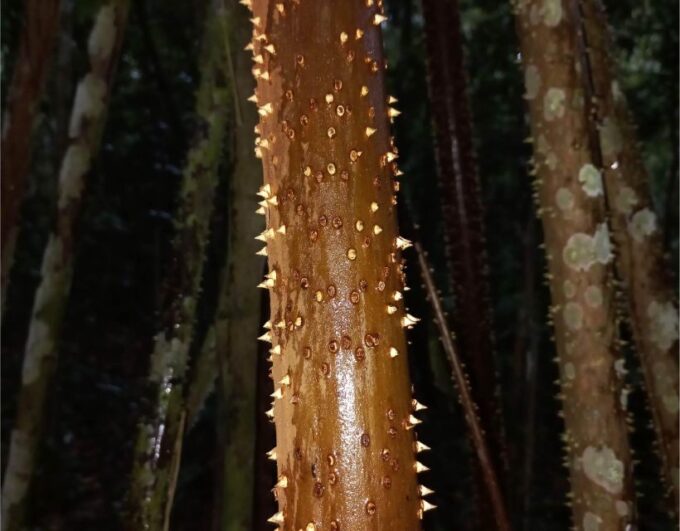 Iquitos: Private Tour of the Pacaya Samiria National Reserve - Frequently Asked Questions