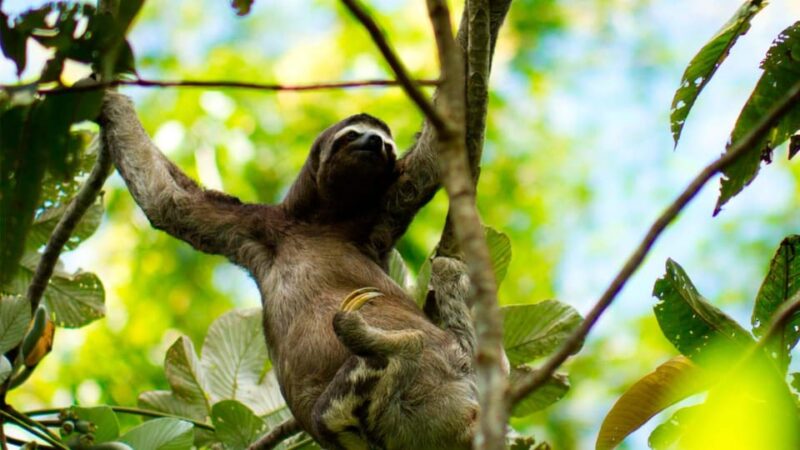 Iquitos: Tour of Pacaya Samiria for 3 Days - Itinerary Highlights