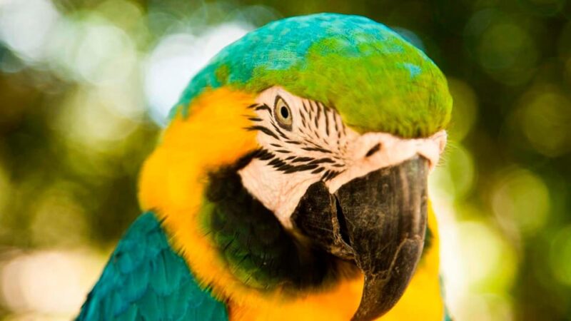 Iquitos: Tour of Pacaya Samiria for 3 Days - Day 1: Arrival and Exploration