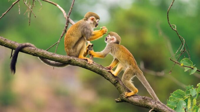 Iquitos: Tour of the Northern Amazon in 3 Days - Wildlife Encounters