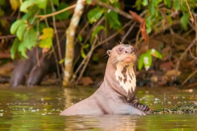 Iquitos: Tour of the Northern Amazon in 4 Days - Inclusions