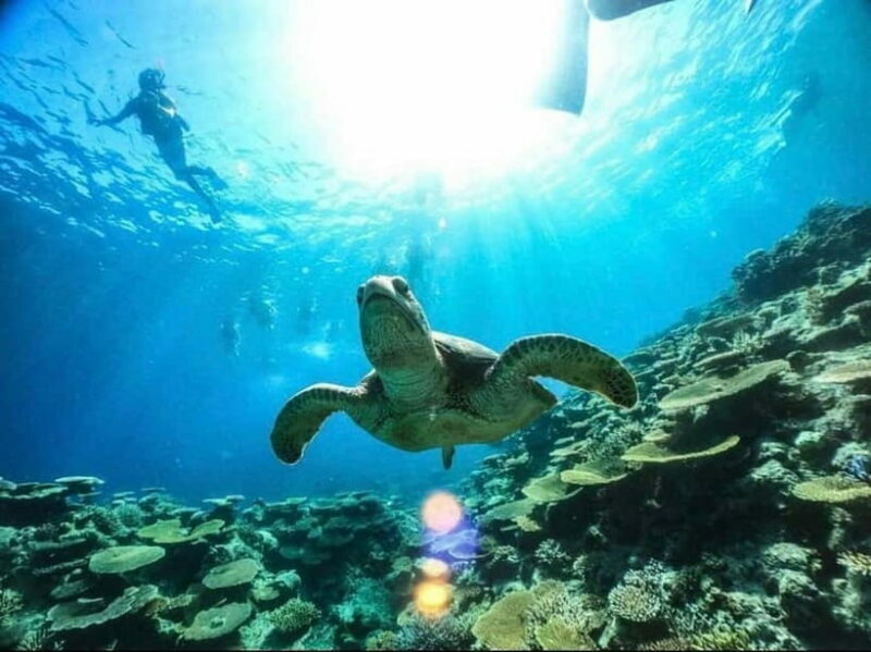Iriomote: Boat Snorkeling Tour at Barasu Island - Key Points
