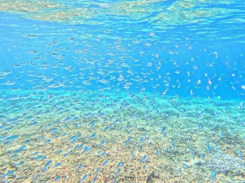 Iriomote: Boat Snorkeling Tour at Barasu Island - Final Thoughts