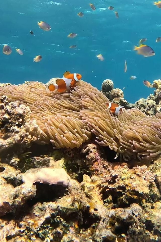 Iriomote: Boat Snorkeling Tour at Barasu Island - Key Points