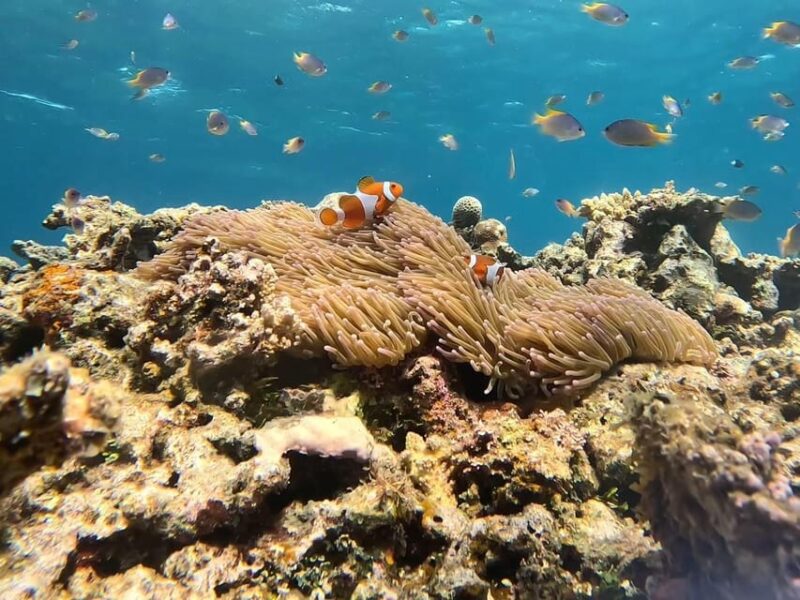 Iriomote: Boat Snorkeling Tour at Barasu Island - Getting to Barasu Island