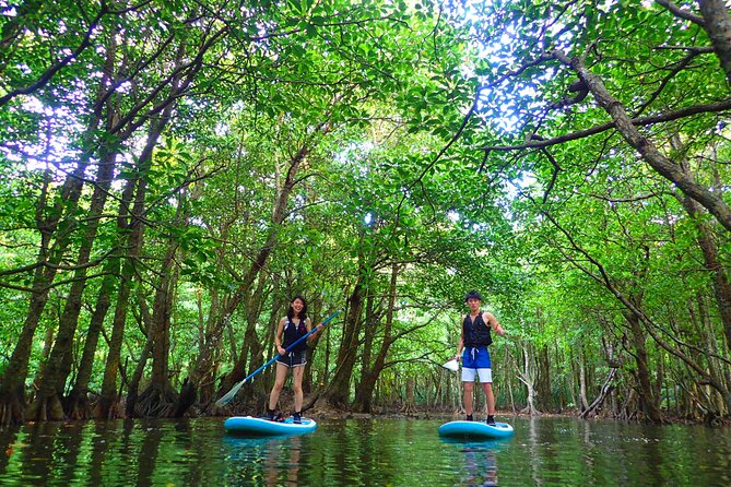 Iriomote Canoe Tour + Sightseeing in Yubujima Island - Tour Details