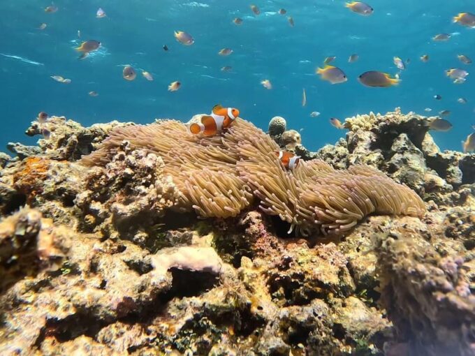 Iriomote: Coral Snorkeling and Yubujima Sightseeing Tour! - Eco-friendly Adventure
