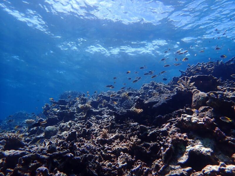 Iriomote Island: Kayaking and Snorkeling Tour - Key Points