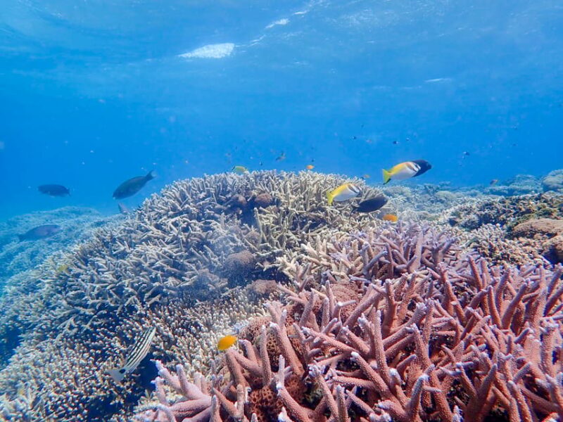 Iriomote Island: Kayaking and Snorkeling Tour - Life Jacket Requirement